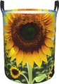 Yellow Sunflower